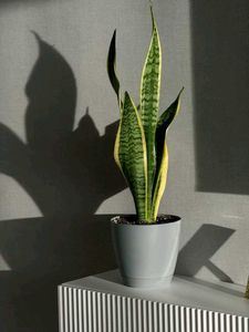 Snake Plants With Roots