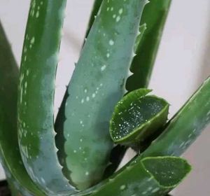 Aloevera Plant