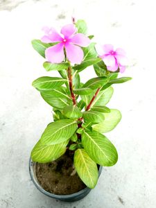 Combo (Ajwain Plant Cutting + Sadabahar Plan