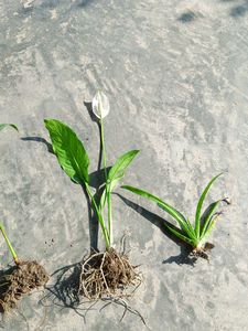 Alovera Areca Palm Lucky Bamboo Peace Lily