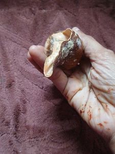 free delivery(largest True tulip shell