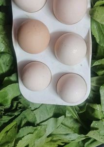 Fresh Farm Eggs