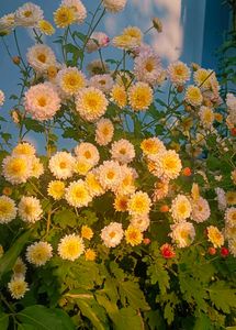 Chrysanthemum Plants With Roots  Multicolour