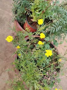 Yellow Cosmos Seeds With Container