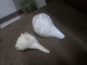 2 Conches Great Sound 🐚