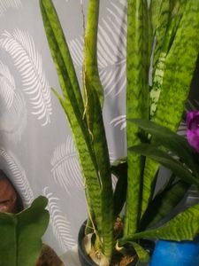 Long Leaf Snake Airpurifying Plant
