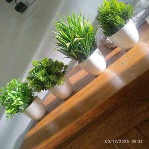 Artificial Plants (Set of 5)