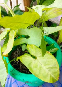 Live Syngonium plant for sale