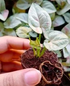 Syngonium Albo Plant