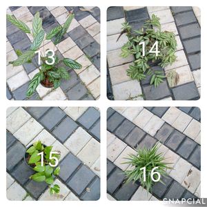 You Can Select 10 Live Root Plants