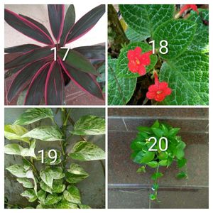 you can select 10 Live root plants