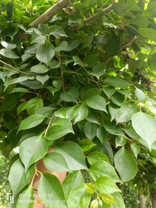 Yellow Tanlong Kagoji Bagunvalia Original Plant
