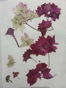 Dried Flowers