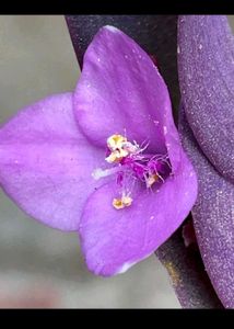 Purple 💜 Live Plant