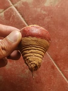 Playing Laddu Qty. 2 Nos