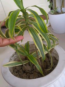 Plant With Planer