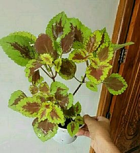 Set 2 Arrowhead &amp; Colues Plant&#39;s