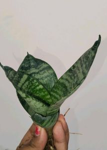 Combo Of Five Plants