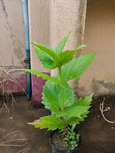 All Time Harsingar Plant