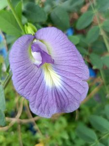 Aparijata/Butterfly Seeds