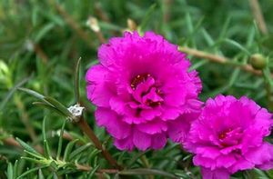 Dark Pink Portula Plant 🌺