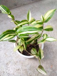 Collection Of House Plants Combo