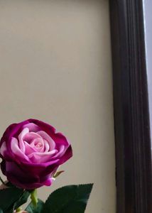 Hot  Velvet Rose In 💜💜 Colour