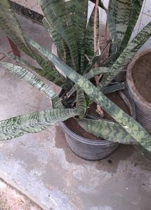 Snake Plant Combo Of 2
