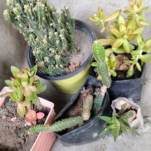 Succulent and Cactus Assortment