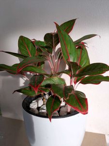 Aglaonema Red Vein Plant