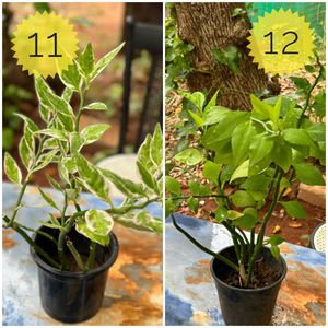 You Can Select 10 Live Root Plants