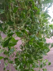 Turtle Vine Green Live Plant