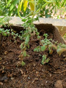 Aromatic Dhavanam / Maruvam Live Plant