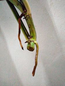 Varigated Epiprenum