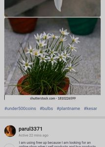 5-6 White Kesar