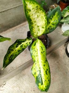 Indoor Plants Combo Offer