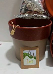 Tulsi Growing Kit