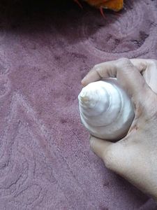 White Shankh Conch Shell