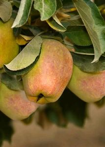 Hot Climate Apple Plant Anna, Hermann99, Golden 100℅ Gauranteed