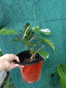 Philodendron Squamiferum Plant