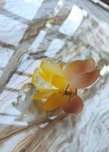 Beautiful Butterfly Clip  ! 🦋