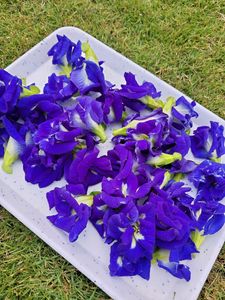 Dried Blue Pea/Butterfly Pea Flower 100 Units