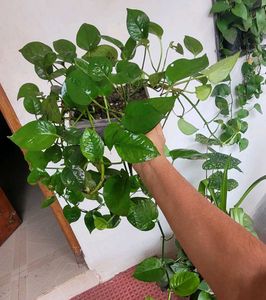 Set2 Plants Evergreen Money&amp; dieffenbachia seguln