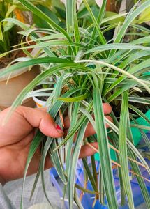 COMBO Live plants for sale
