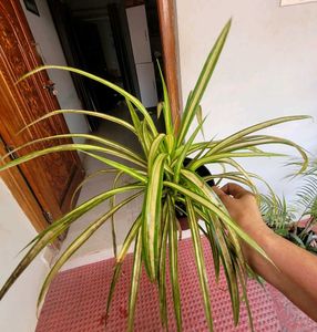 2 Set Money &amp; Pandanus veitchii Plants