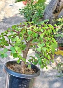 Jade Plant, Snake Plants, Portulaca Colour Of 4