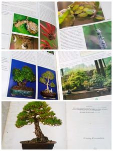 Bonsai for Beginners Book