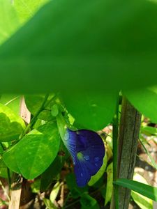 Blue Aparajita Flower Seeds