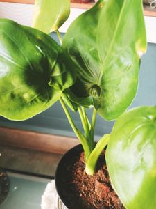 Indoor Plant Alocasia Cuculatta