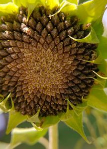 Sunflower Seeds + Freebies